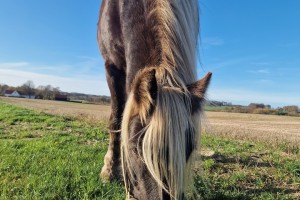 Bidrag